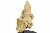 Fossil Spinosaurus Cervical Vertebra - Excellent Preservation #228173-1